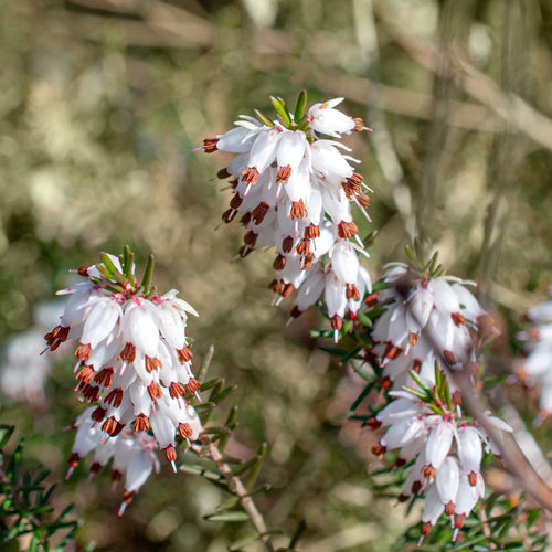  3 Bruyères D'hiver Blanches