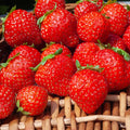  Fraisier Remontant Mara Des Bois