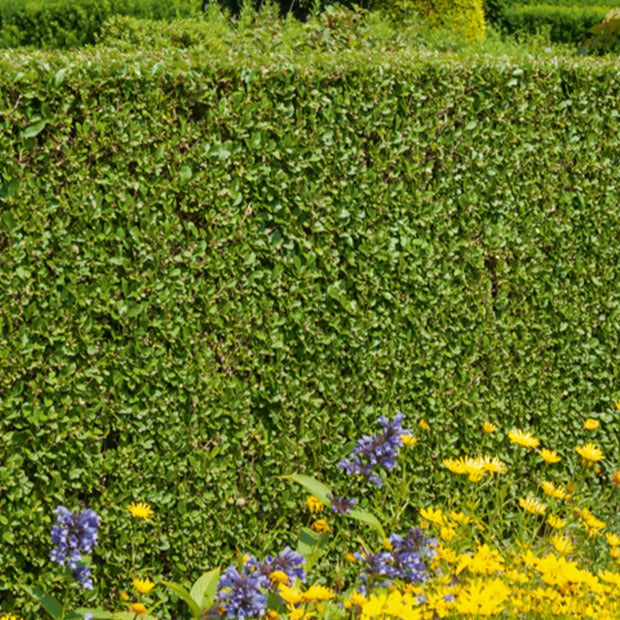  Haie De Troenes Verts