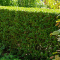  Haie De Troenes Verts