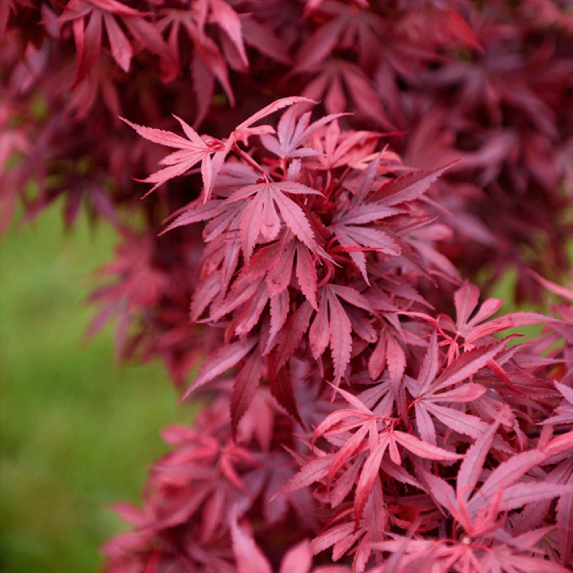  Erable Du Japon Shaina