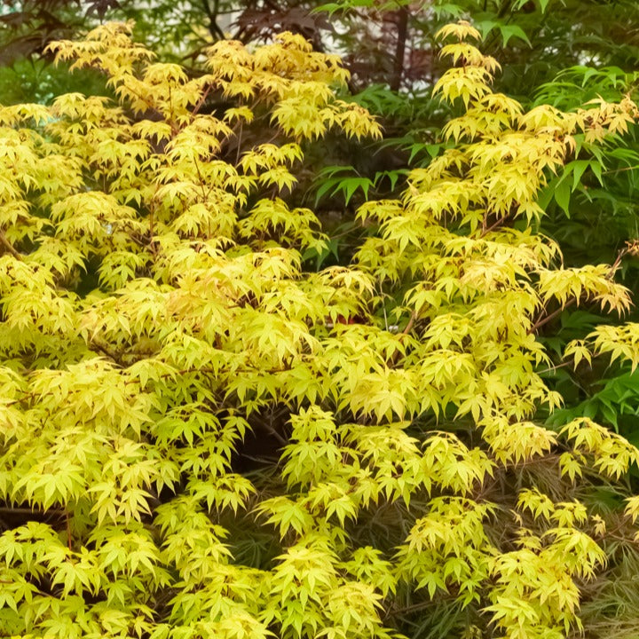  Erable Du Japon Katsura
