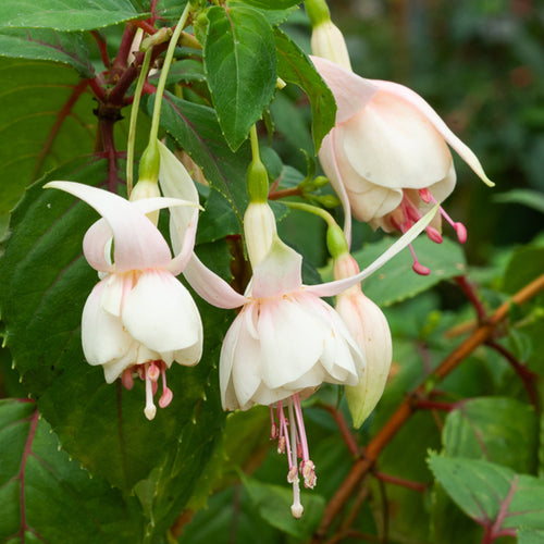  3 Fuchsias Résistants Au Gel Annabel