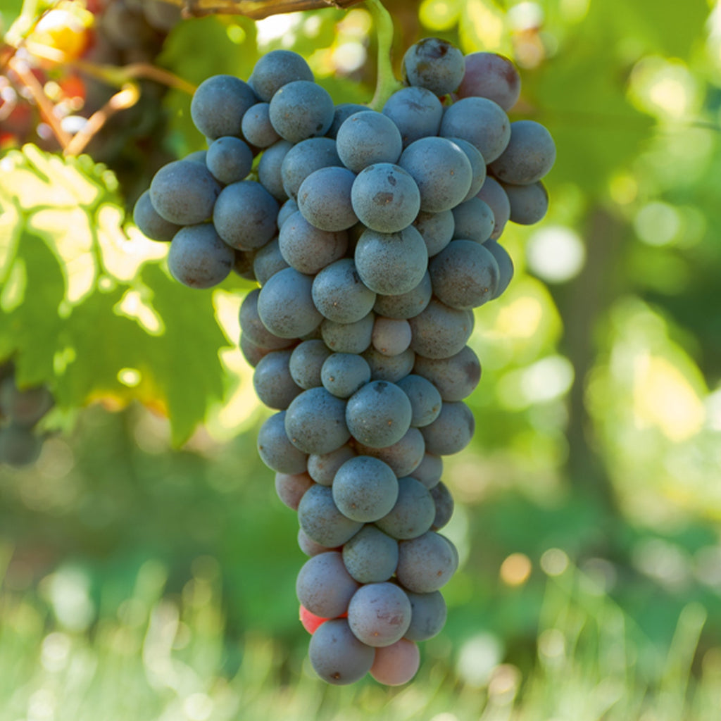  Vigne Muscat De Hambourg