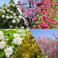  Collection Haie Des Quatre Saisons - 6 Arbustes