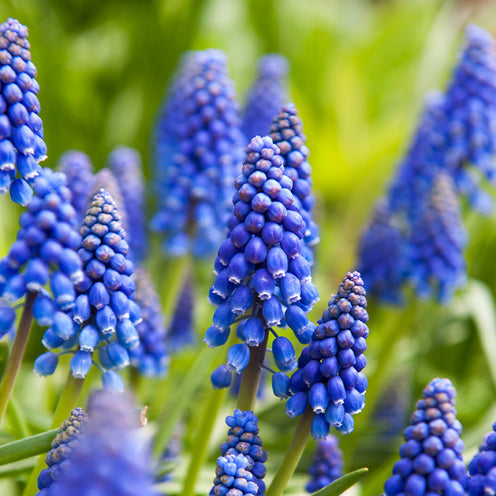  100 Bulbes De Fleurs Running Wild En Mélange