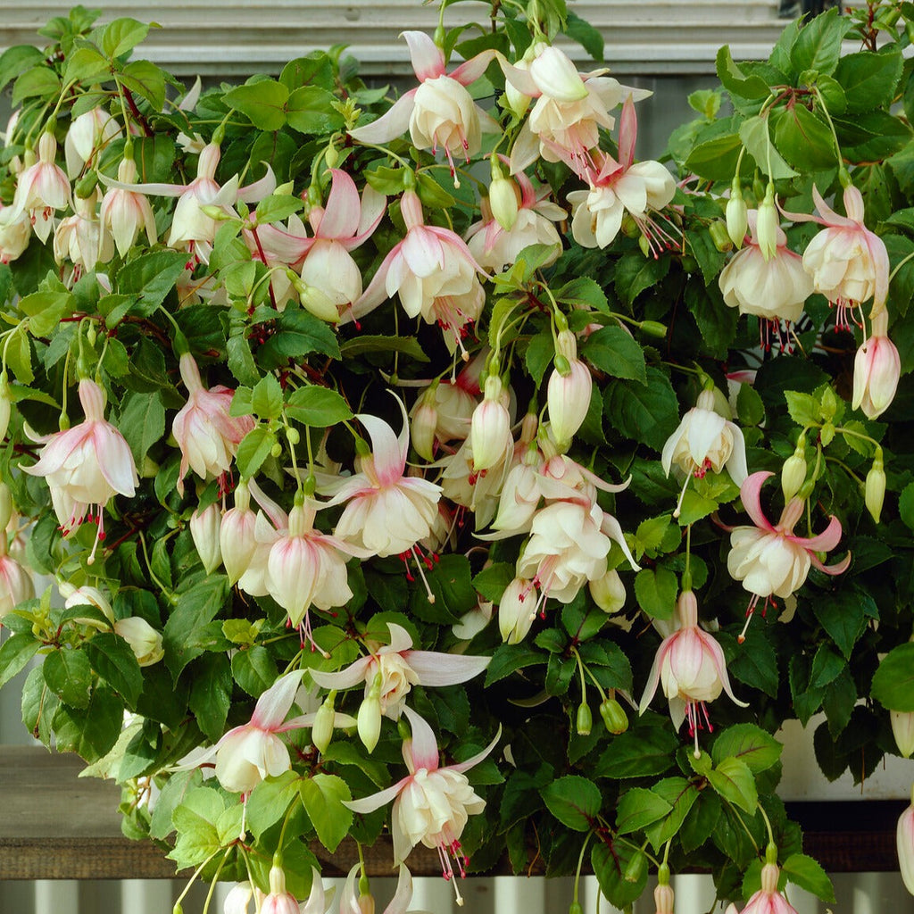  3 Fuchsias Résistants Au Gel Annabel