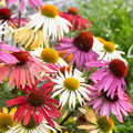 5 Marguerites Papillon En Mélange