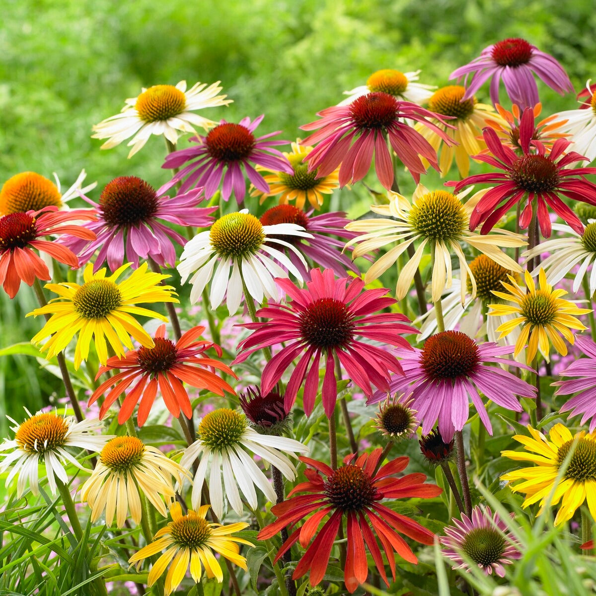  5 Marguerites Papillon En Mélange