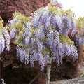  Glycine Bleue Sur Tige