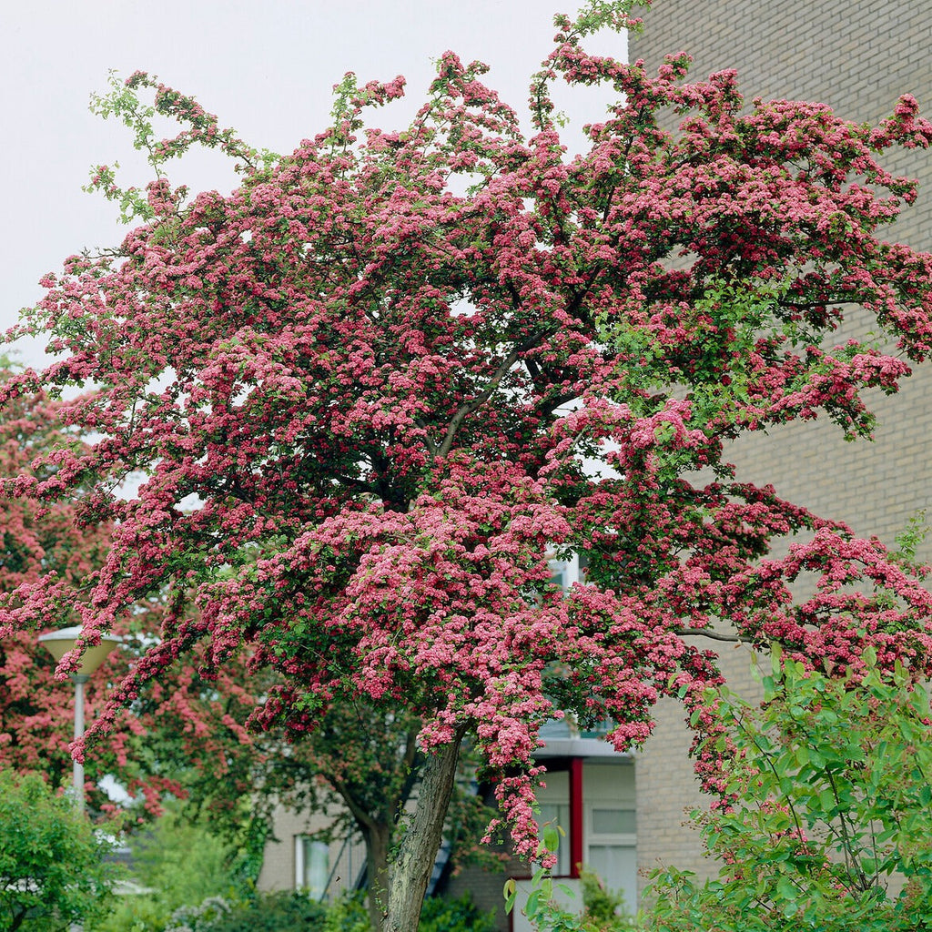  Aubépine Rouge