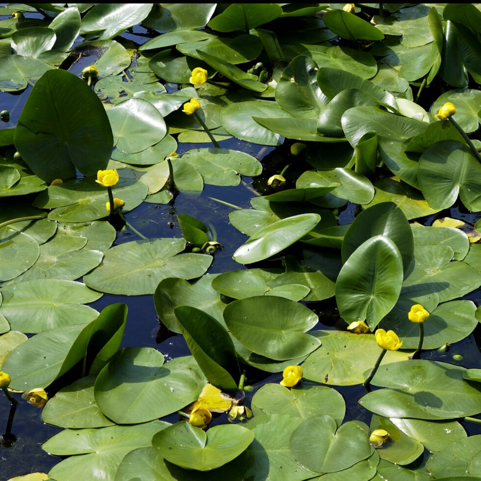  Nénuphar Commun