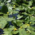  Nénuphar Commun