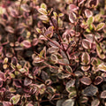  Lophomyrtus Ralphii Little Star