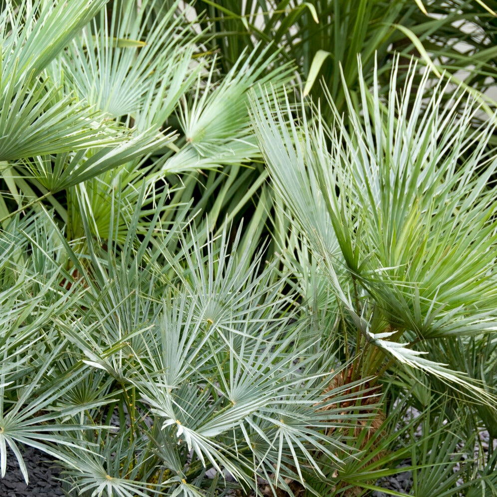  Palmier Nain 'Cerifera'