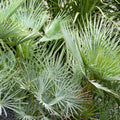  Palmier Nain 'Cerifera'