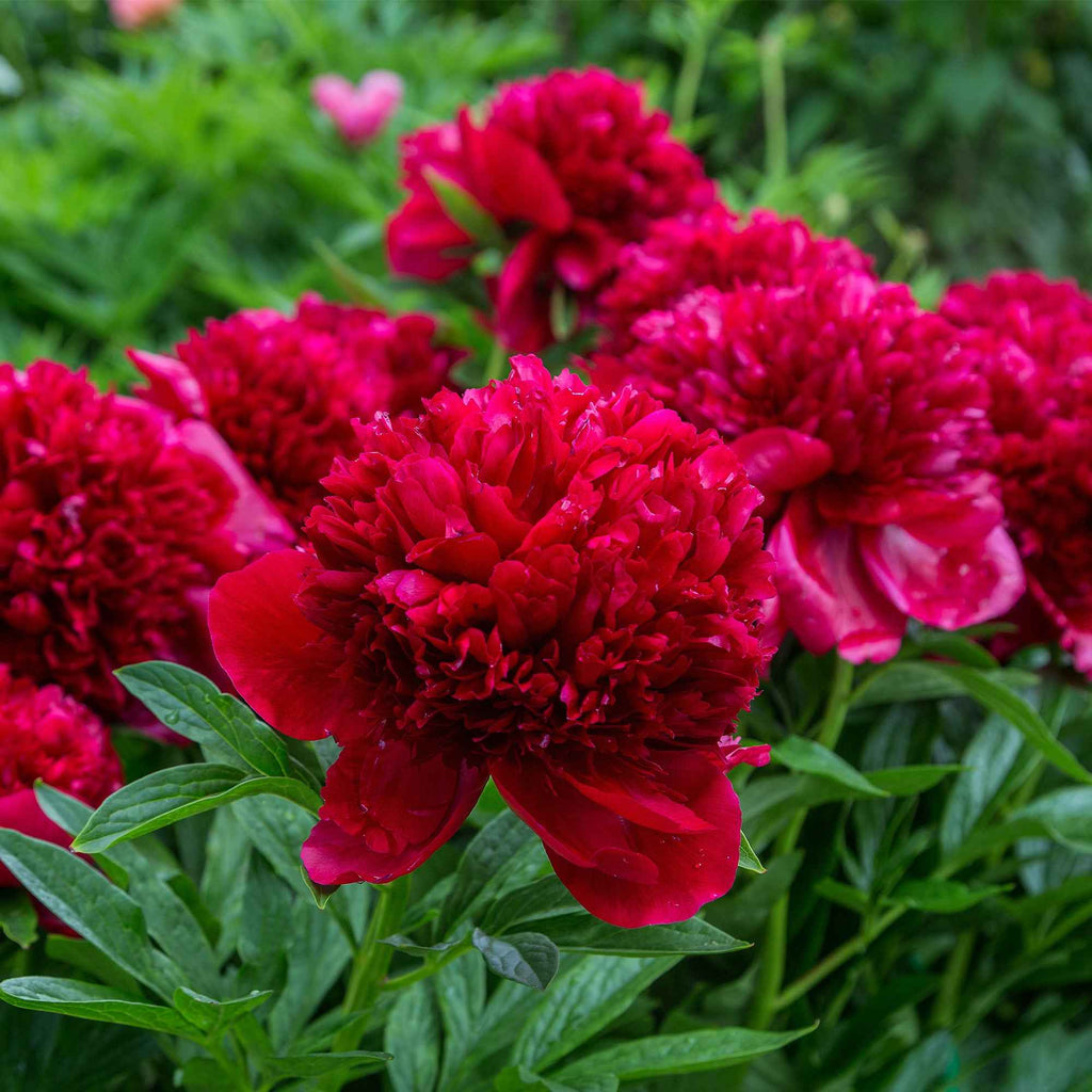  Pivoine Red Charm