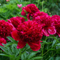  Pivoine Red Charm