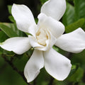  Gardénia Celestial Star