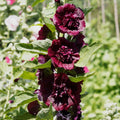  3 Roses Trémière Double Brun Châtaigne