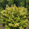  Seringat Doré - Philadelphus