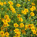  3 Bidens à Feuilles De Férule