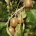  Kiwi Jenny