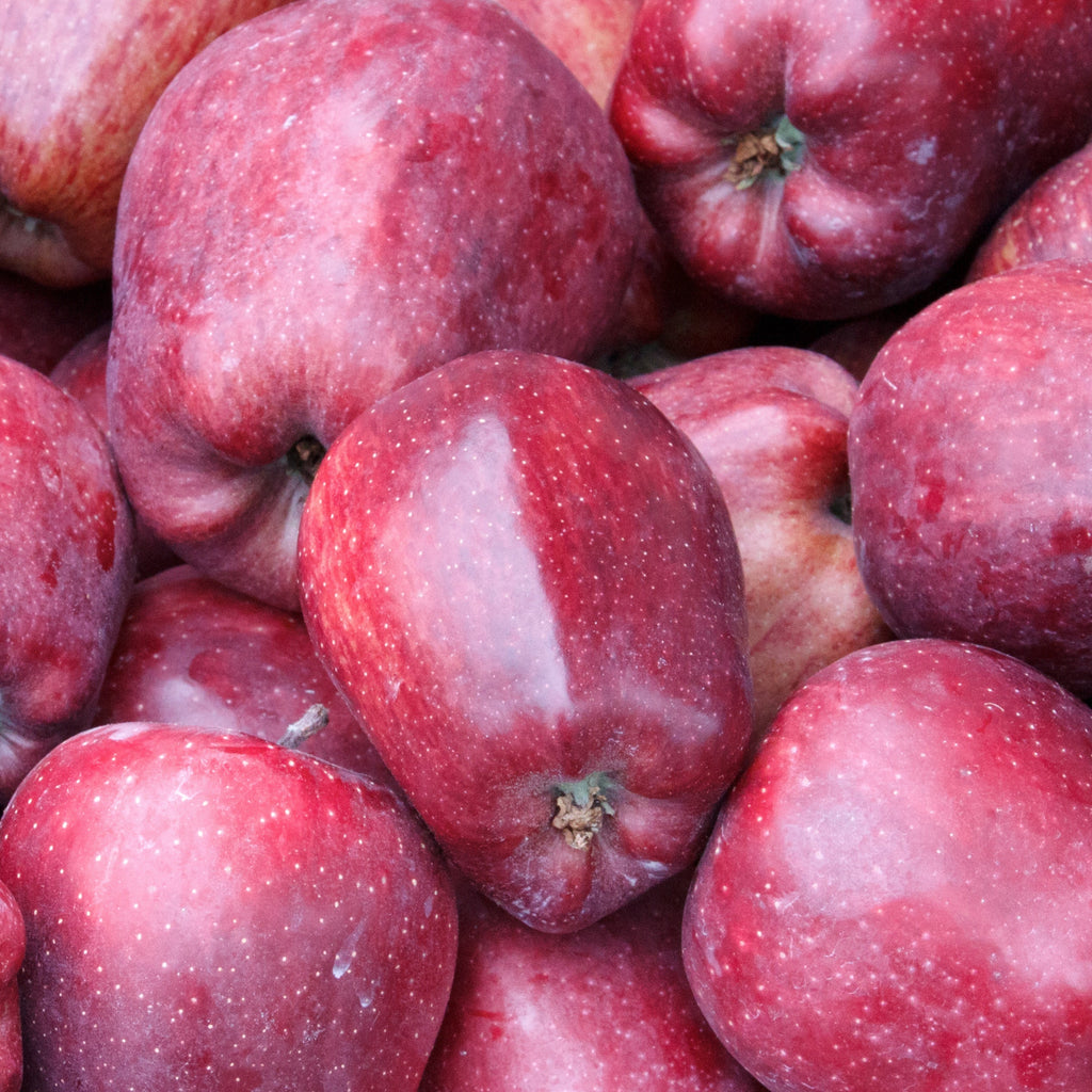  Pommier Starking Delicious