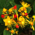  Millepertuis Miracle Wonder