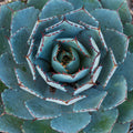  Agave Globe