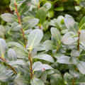  3 Houx Mutchagara