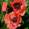  3 Pavots D'Orient Orange