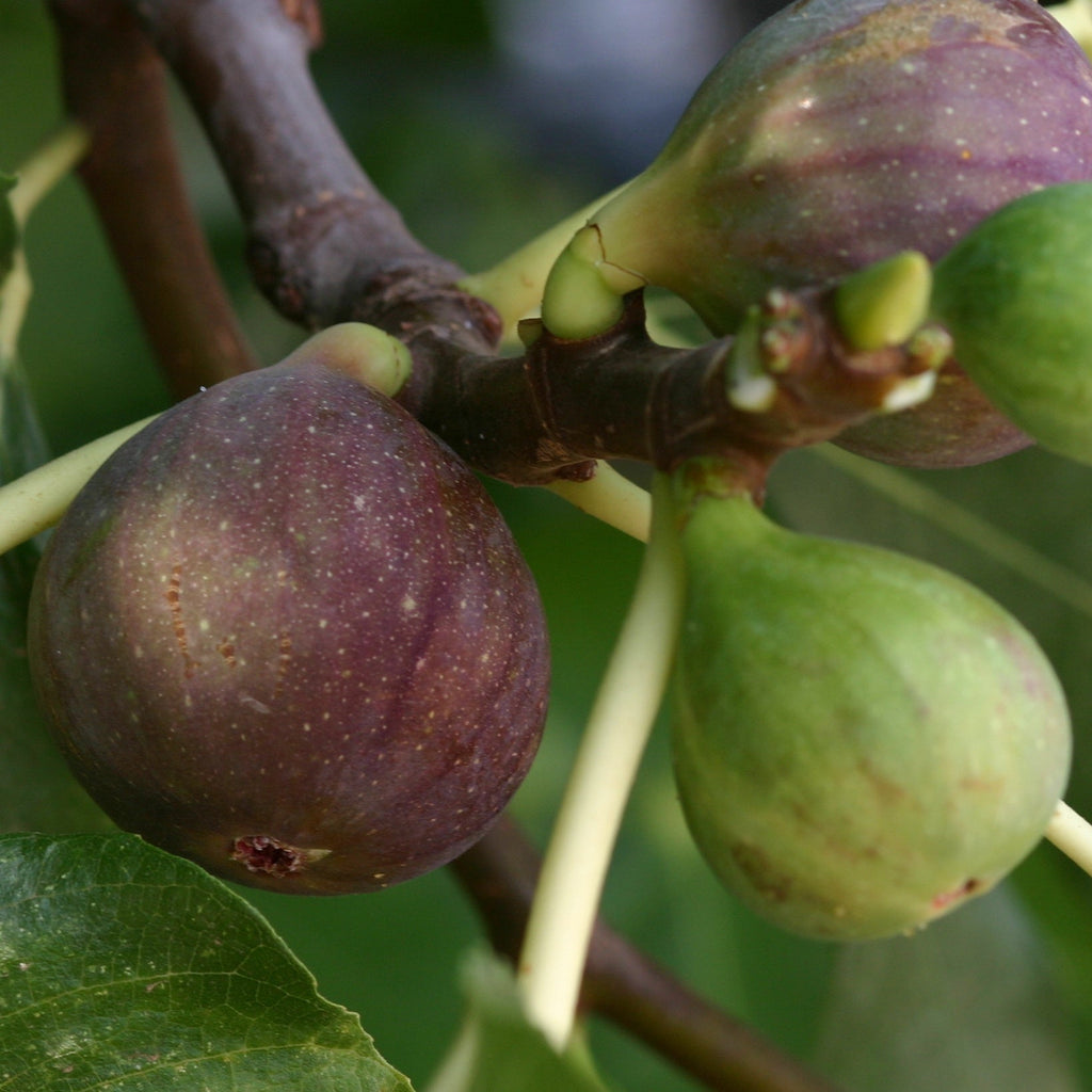  Figuier Violette De Solliès