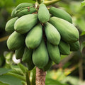  Papayer 'babaco'