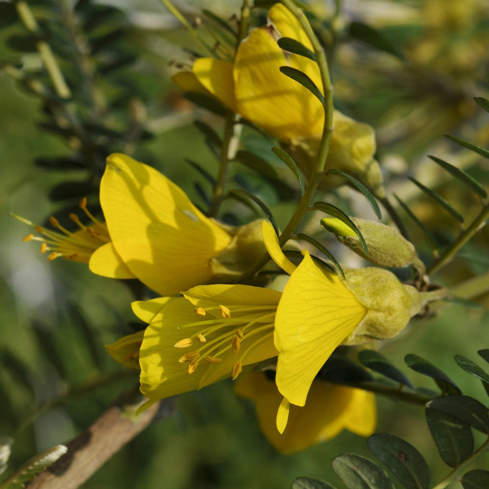  Sophora à Petites Feuilles 'Sun King'
