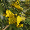 Sophora à Petites Feuilles 'Sun King'