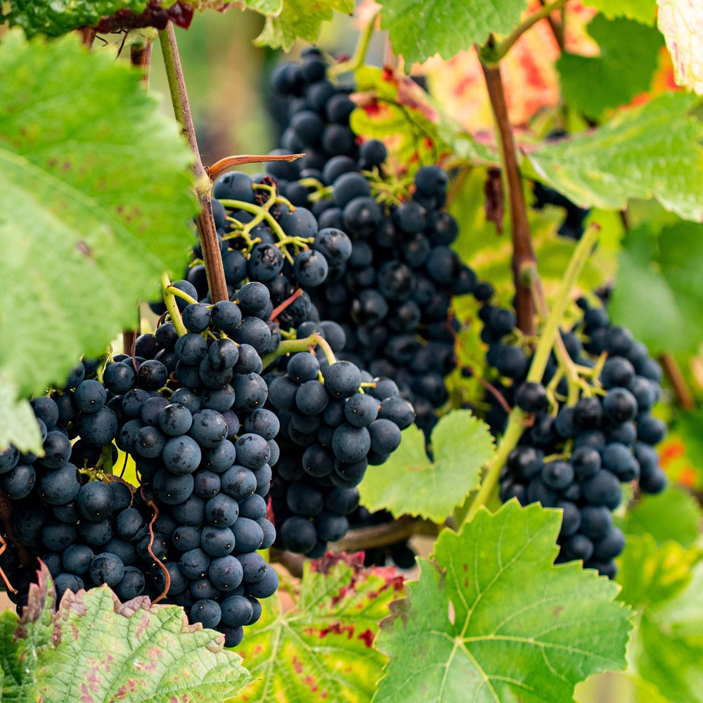  Vigne Regent