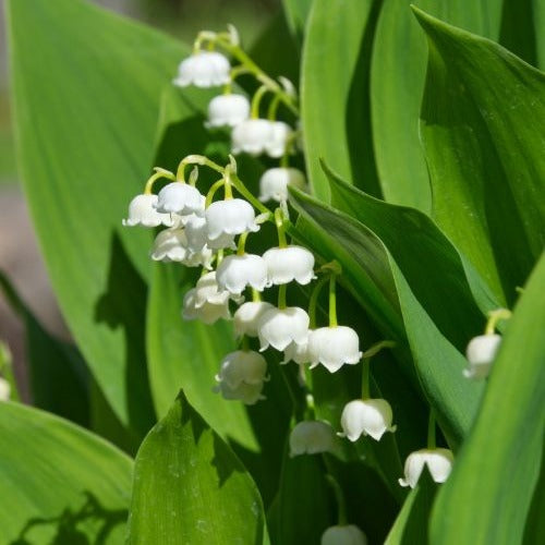  Muguet Blanc