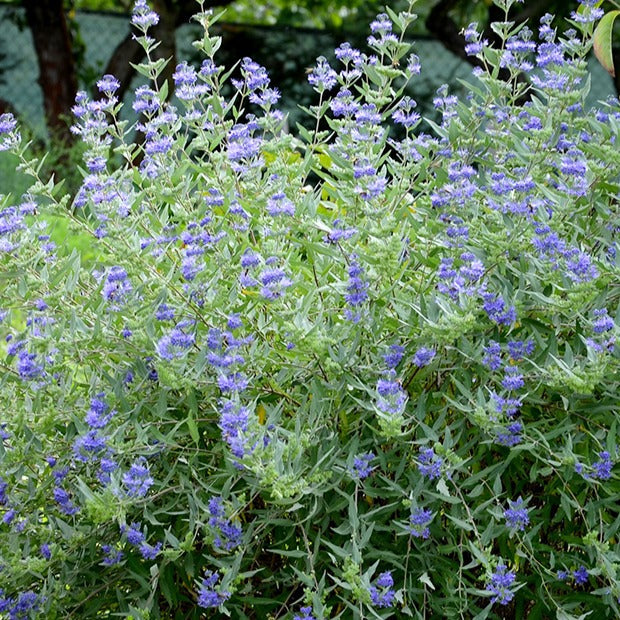  Caryopteris Heavenly Blue