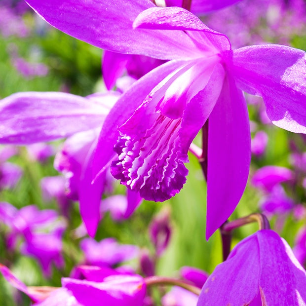  2 Orchidées Jacinthe