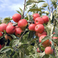  Pommier Elstar