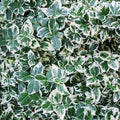  Fusain Persistant Emerald Gaiety