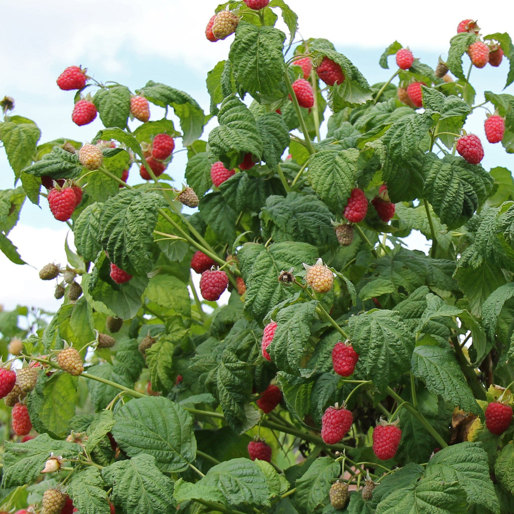  Framboisier 'Mailling Promise'