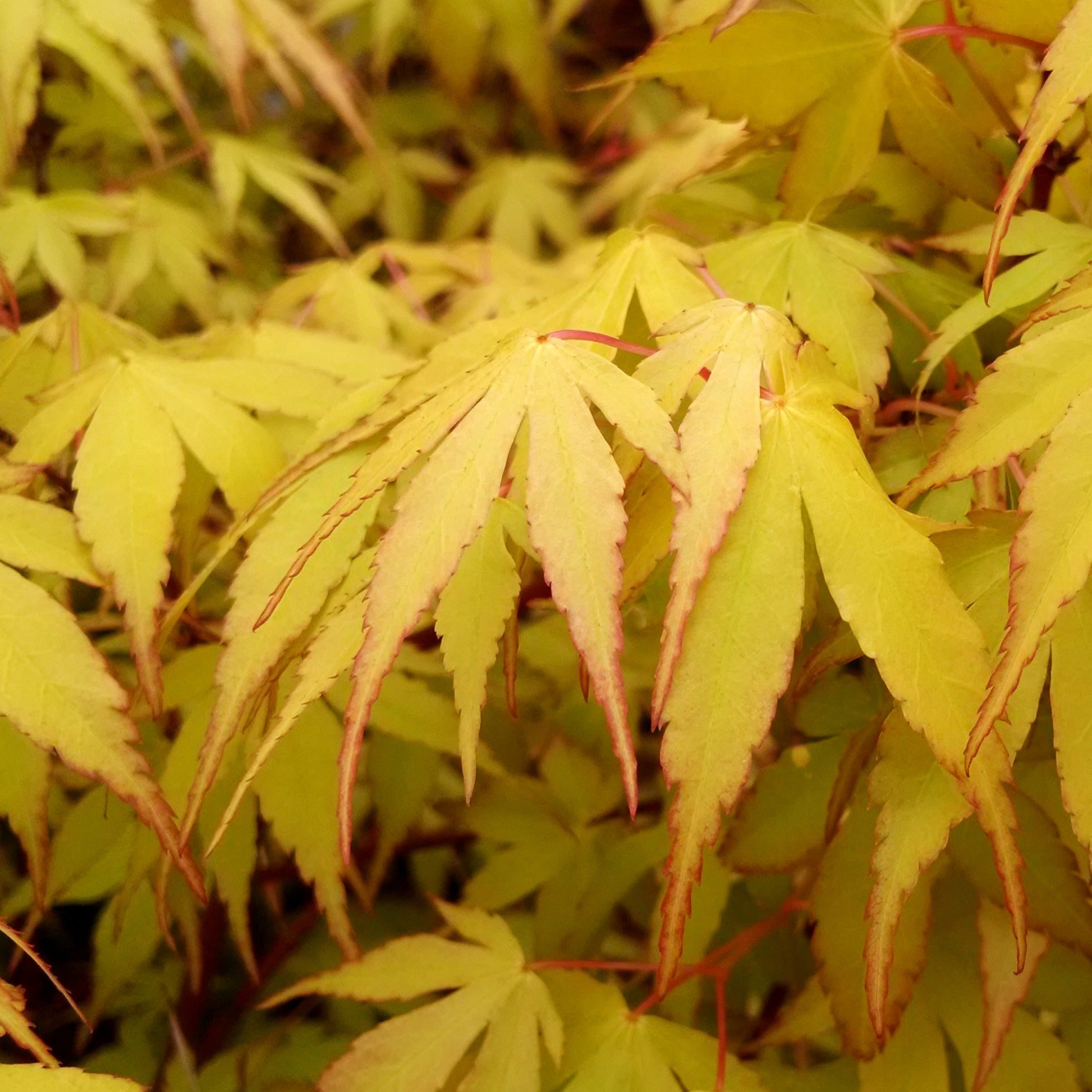  Erable Du Japon Katsura