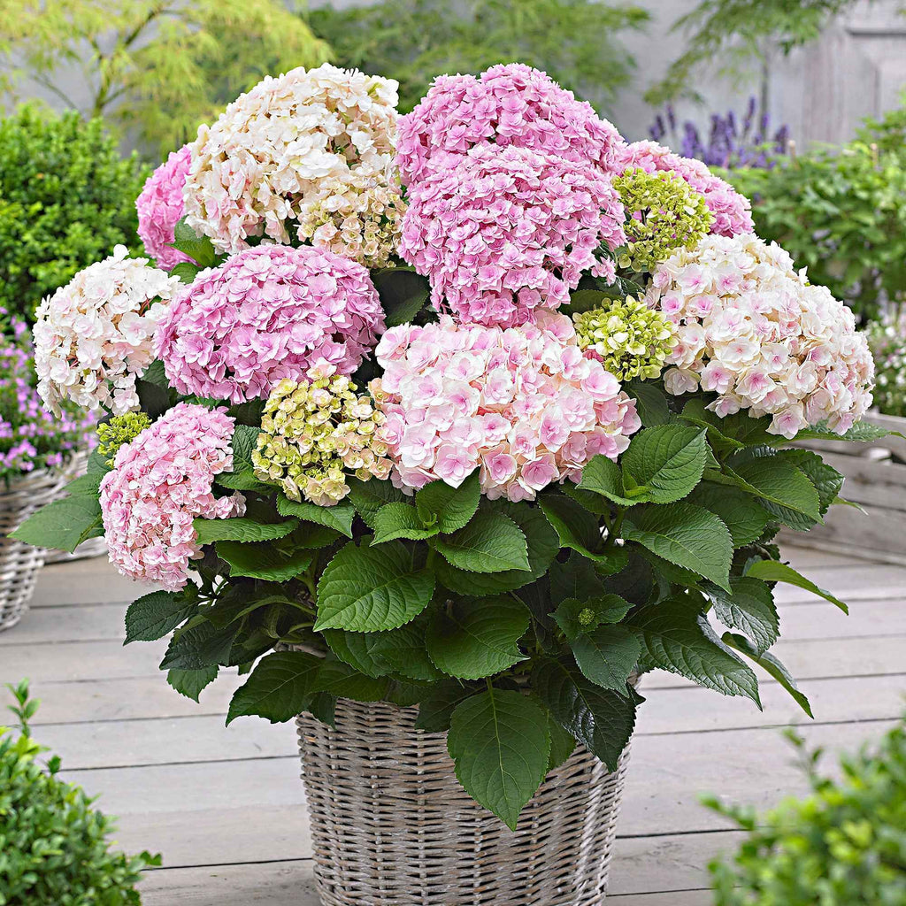  Hortensia Doppio Nuvola