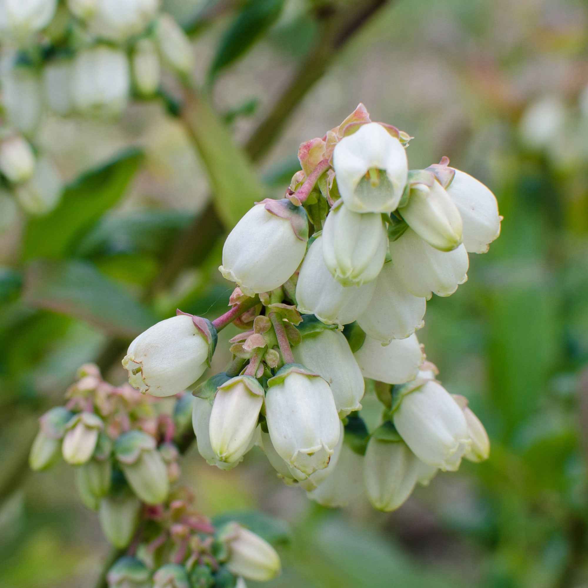  Myrtiller Brigitta Blue