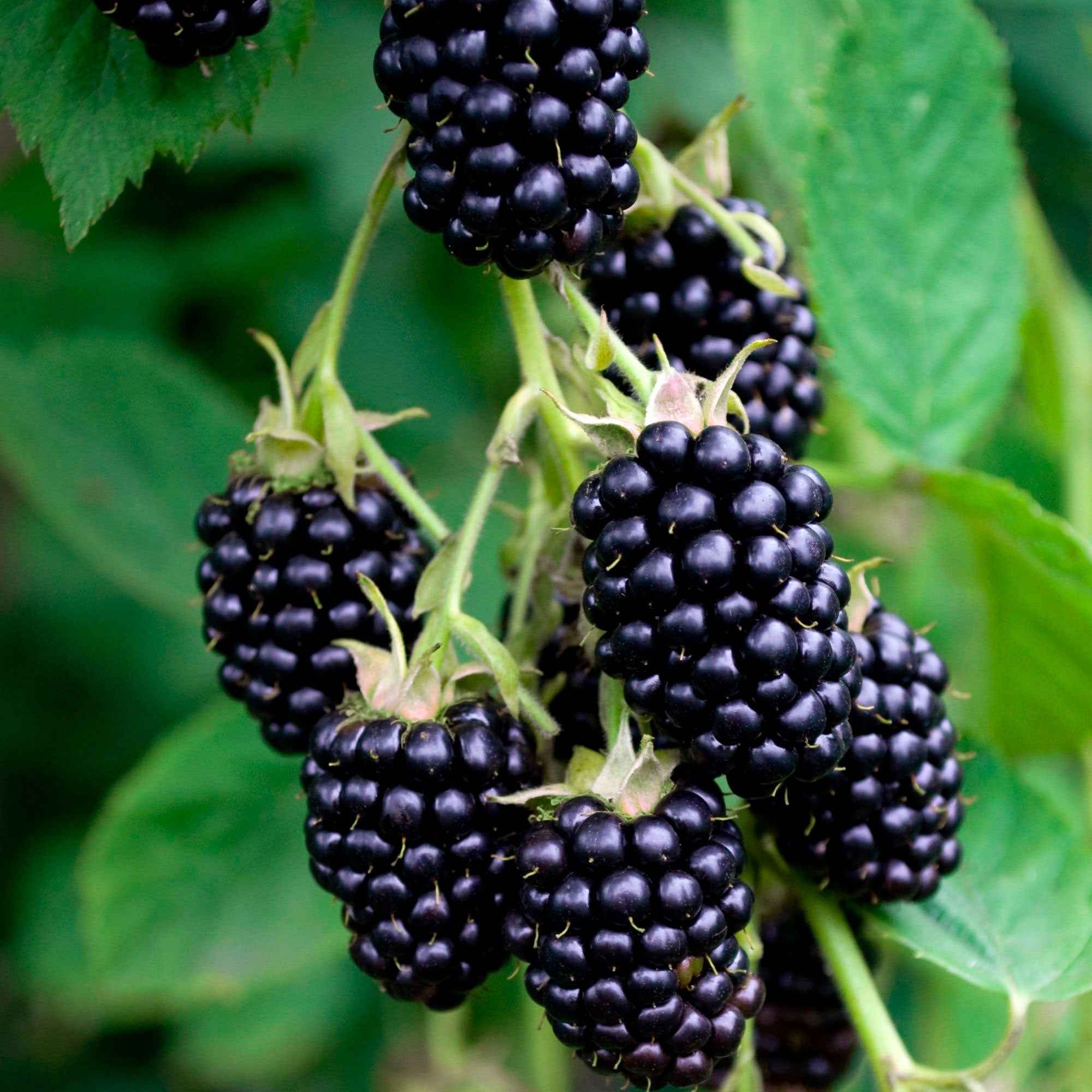  Mûrier De Corée Mulle