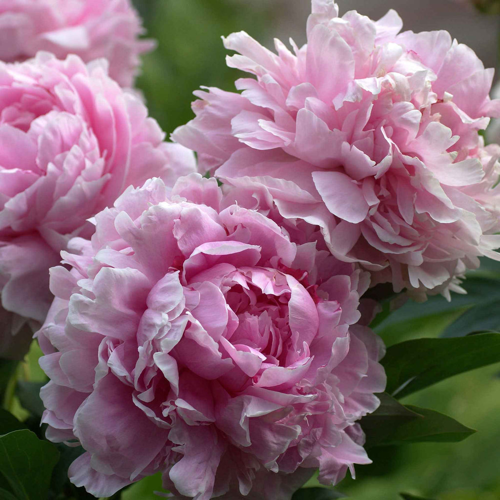  Pivoine Sarah Bernhardt