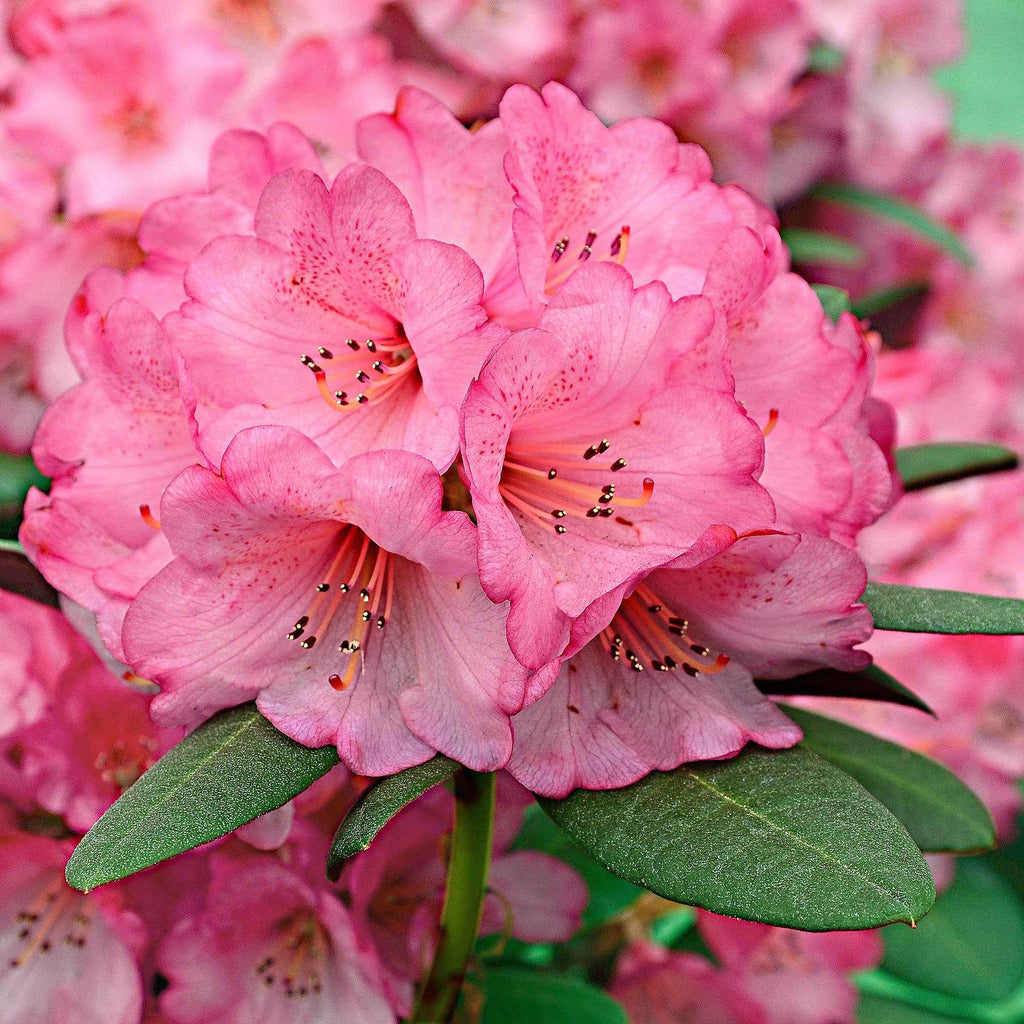  Rhododendron Wine & Roses