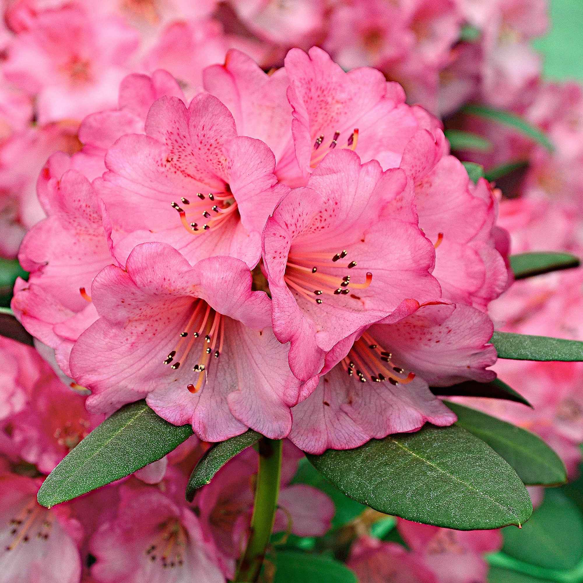  Rhododendron Wine & Roses